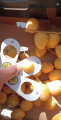 Fresh Barhi dates high quality from egypt - Image 5
