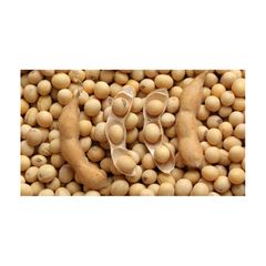 High Quality Non GMO Yellow Soybeans - Soybeans /Soya Bean (8.0mm) with High Quality Non Gmo High Quality Non GMO Yellow Soybean - Image 1
