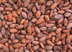 Premium Cocoa Beans – West & Central African Origin - Image 1