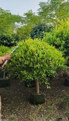 Semi ficus football shaped available for export big stock available like ficus nitida and panda ficus - Image 2
