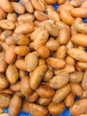Premium Bitter Kola (Garcinia Kola) – Large Dried Nuts, Cameroon Origin | Bulk Wholesale - Image 1