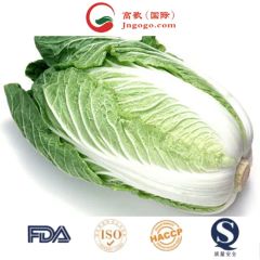 High Quality Chinese Fresh Cabbage Kind Fresh Size 1.5kg Color Green Origin China Trademark GOGO HS Code 0706100001 Place of Origin - Image 5