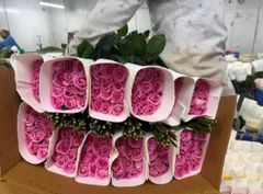 Rose - Image 3