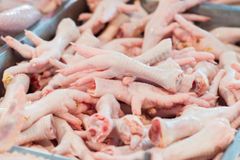 Frozen Chicken Feet Grade A — Export Quality, Halal Certified, Frozen at -18°C - Image 2