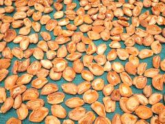 Dry Apricort - Image 1