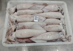 Squid Loligo (Block) - Image 1