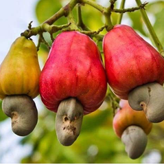 Raw Cashew Nuts (RCN) – West Africa Origin – product photo 2, product detail gallery
