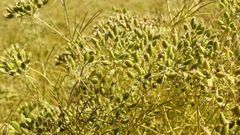 Cumin Seeds – product photo 2, product detail gallery