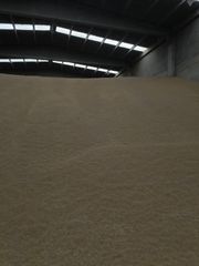 Wheat Grain from Russia and Kazak 11.5% protein till 14.5% - Image 3