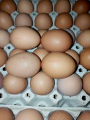 Fresh Class A Chicken/Hen Shell Eggs - Image 2