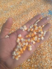 Indian Yellow maize - Image 5