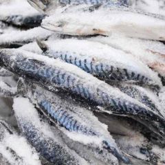 Hot Sale Premium Frozen Whole Mackerel Fish IQF or Gutted Rich in Omega 3 Wholesale Seafood Supply - Image 1