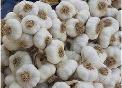 Fresh Egyptian White Garlic – product photo 1, product detail gallery