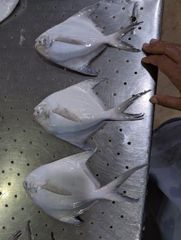 White pomfret – product photo 4, product detail gallery