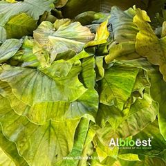 Dried Chopped Taro Leaves - Image 2