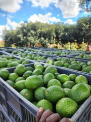 Fresh Avocado Premium Quality Ripe Green Fruit For Healthy Meals Natural Taste And Everyday Nutritious Food Supply - Image 2