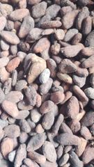 Cocoa Bean – product photo 1, product detail gallery