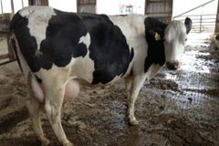 Cheap price pregnant Holstein cows ready for export with fast delivery and health guarantee - Image 1