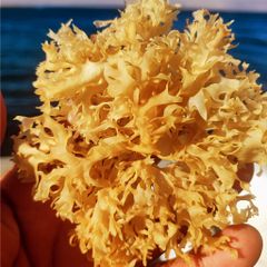 Irish Moss Chondrus Crispus from Perú-WPS - Image 1