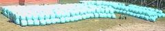 Corn silage - Image 1