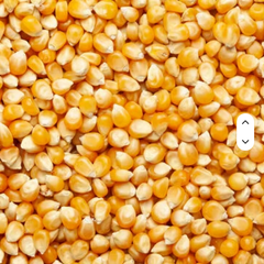 Superior Yellow Maize Corn Dried Kernels For Food Processing And Livestock - Image 2