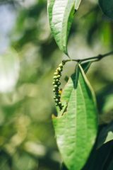 Whole black pepper - Image 2
