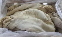 Frozen Beef Omasum - Image 2