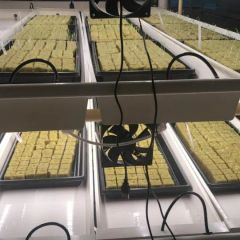 Hydroponics Greenhouse Fodder Gutter Channel Tray Growing System Container - Image 6