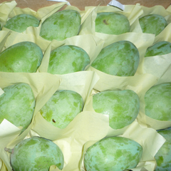 Best price Fresh Mango Fruit Ready To Export Chaunsa / Sindhri Mangoes - Image 4