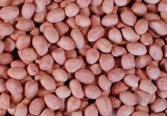 Whole Round Kernel Peanut for  available in bulk for sale - Image 2
