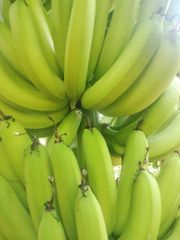 Hot Sale 2024 New crop Cavendish Vietnamese Bananas with High Quality Fresh bananas With Competitive Price – product photo 2, product detail gallery