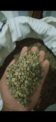 INDONESIA ROBUSTA COFFEE, SUMARTA – product photo 2, product detail gallery