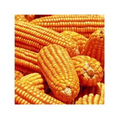Premium yellow corn available in bulk for export and wholesale trade – product photo 3, product detail gallery