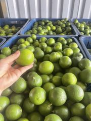 Vietnam fresh seedless lemon harvesting everyday box of 10kg - Image 1