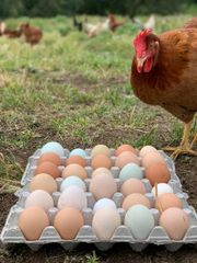 Brown And White Chicken Eggs Wholesale Supply – product photo 2, product detail gallery
