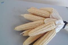 White Corn - Image 1
