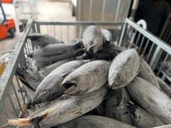 Frozen Skipjack Tuna Weight - Image 1