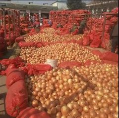 Wholesale Red and Yellow Onions Available In Stock - Image 2