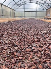 Cocoa Beans/organic cocoa beans on sale in bulk and wholesale origin of africa quality fermented - Image 4