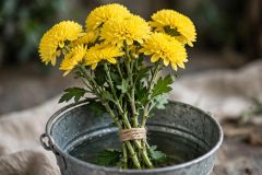 fresh chrysanthemus - Image 1