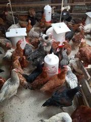 Rainbow Rooster and  kroiler Growth Rate Fast Meat Quality Premium Aesthetic Appeal High Farming Practice Sustainable Breed Resistance Disease Resistant - Image 2