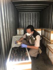 Live Mud Crab Size 300–700 Grams Type Scylla serrata Freshness Level Fresh Size Range 300–1000+ Grams Supply Availability Limited - Image 2