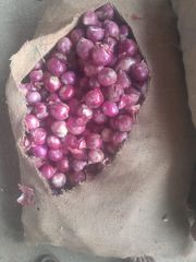 Quality fresh onion and potatoes – product photo 5, product detail gallery