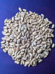 Sugar Beans Long Variety (LSKB) - Image 2