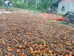 split betel nut / half betel nut Quality High Grade Grade A Type Whole or Split Packaging 50 kg net bag Ingredients 100% Betel Nut - Image 3