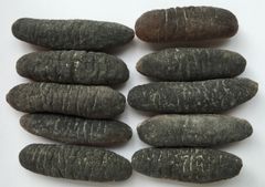 Dried Sea Cucumber Food & Beverage Seafood Cucumber/ Buy Organic Sun Dried Sea Cucumber/ Seafood Herbs Bulk Dried Sea Cucumber - Image 6