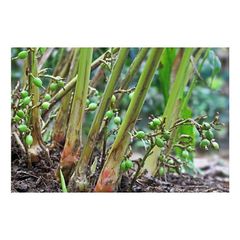 premium green elaichi cardamom pods for cooking baking sweets chai tea desserts and traditional recipes with authentic flavor rich aroma hygienically packed and carefully selected pods - Image 4