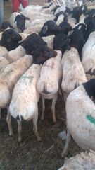 Frozen Lamb Meat – Whole Carcass (Bone-In) - Image 5