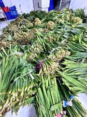 Fresh pandan leaves (Shipment price not included) - Image 2
