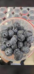 Blueberry - Image 1